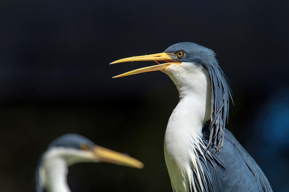 a couple of birds