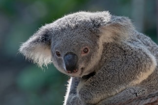 A cozy koala perched on a branch holding a phone, symbolizing approachable business support.