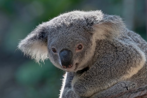 A cozy koala perched on a branch holding a phone, symbolizing approachable business support.