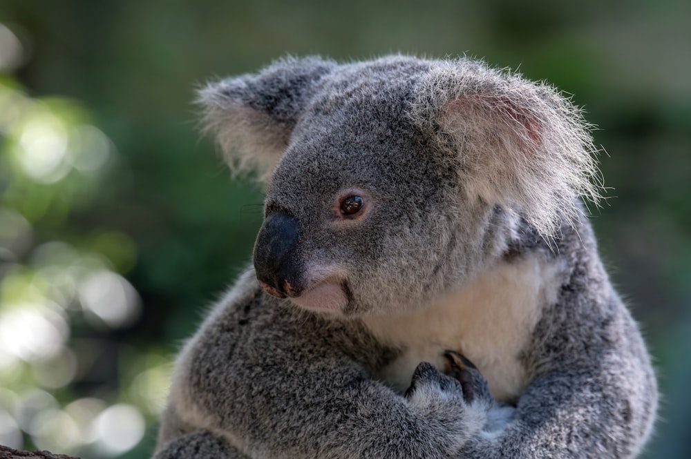 um urso coala com as mãos no queixo