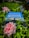A book titled 'Miracle Morning' lies among lush green foliage and blooming flowers. The cover features a silhouette of a person with open arms against a calm sky. Dew-kissed pink roses and small purple flowers add to the serene setting.