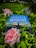 A book titled 'Miracle Morning' lies among lush green foliage and blooming flowers. The cover features a silhouette of a person with open arms against a calm sky. Dew-kissed pink roses and small purple flowers add to the serene setting.