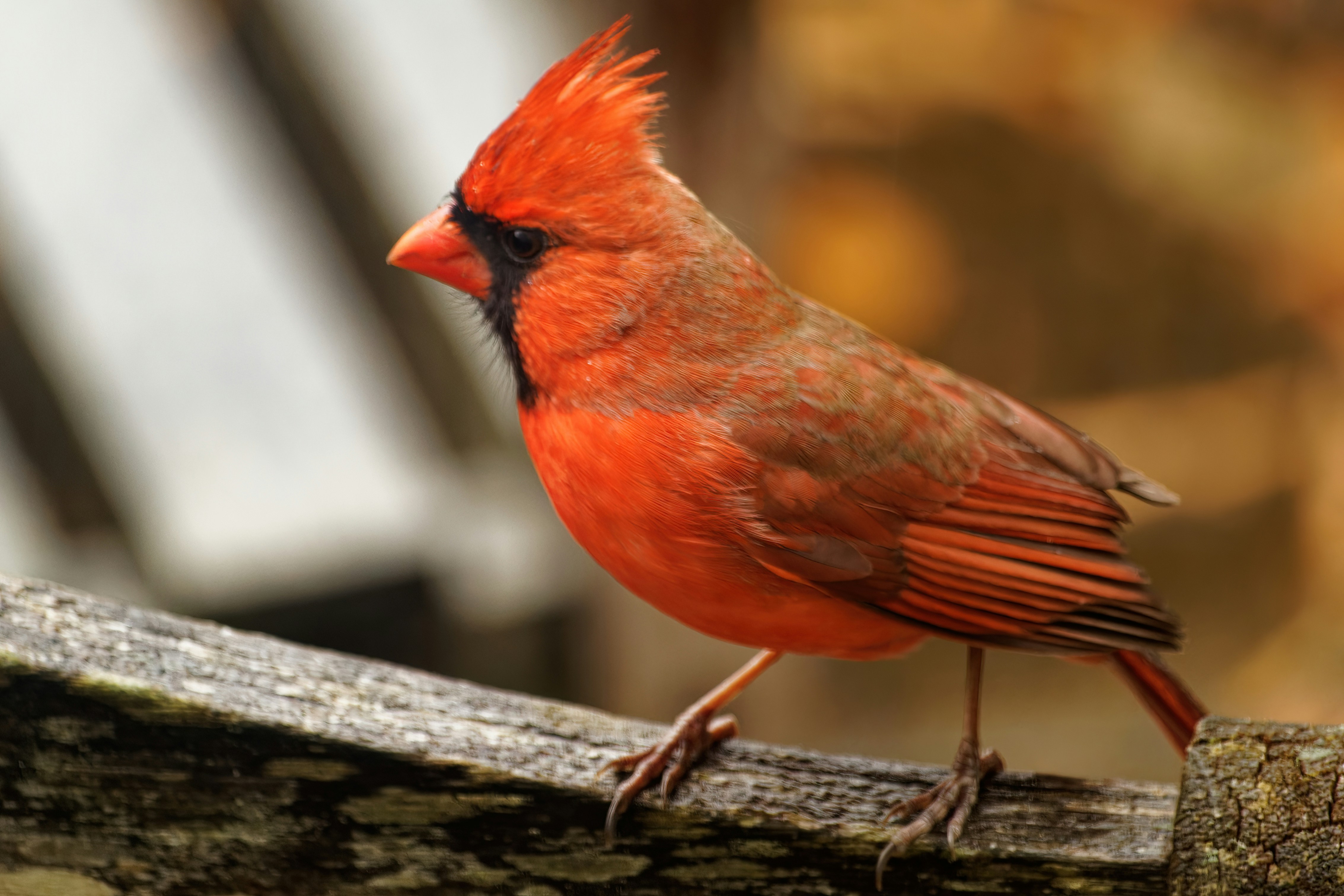 Photo by marshall21663