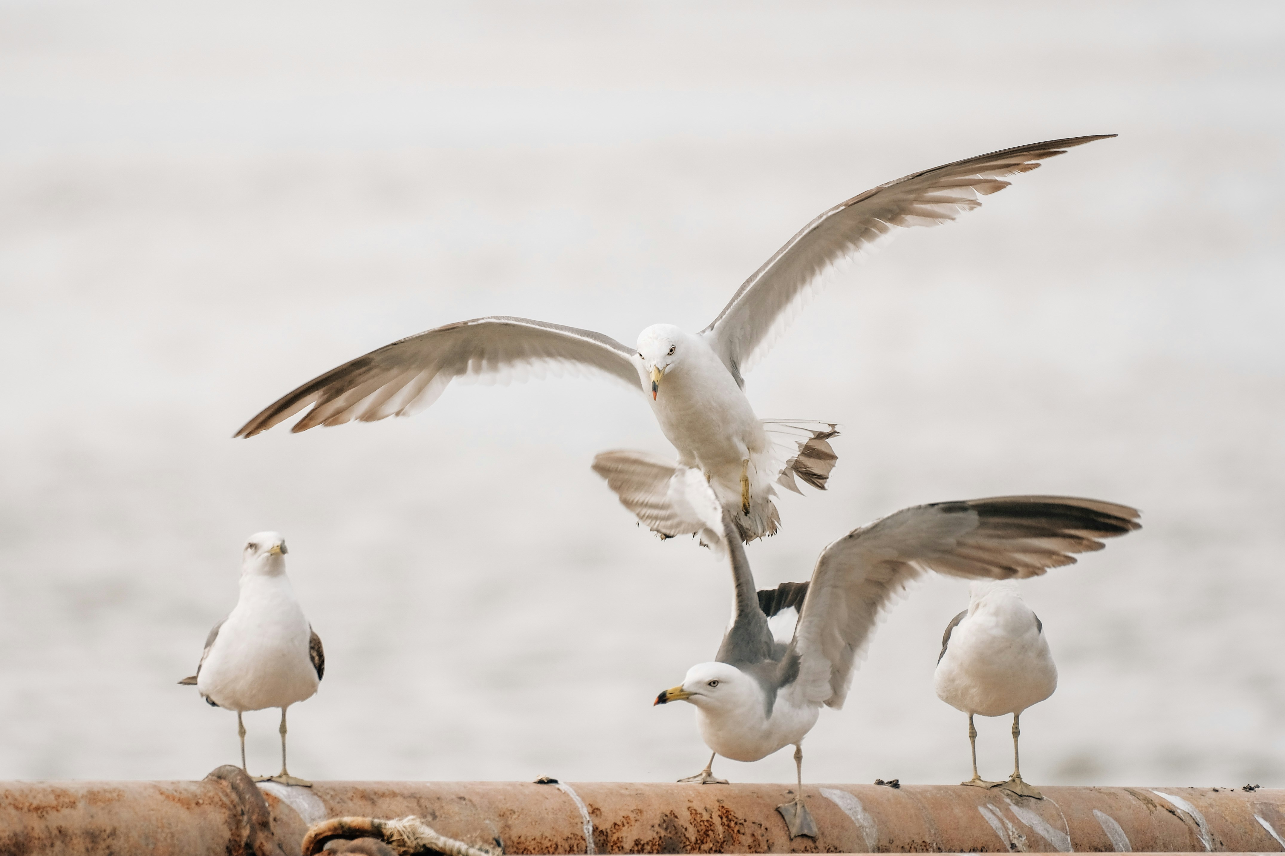 Photo by insungpandora