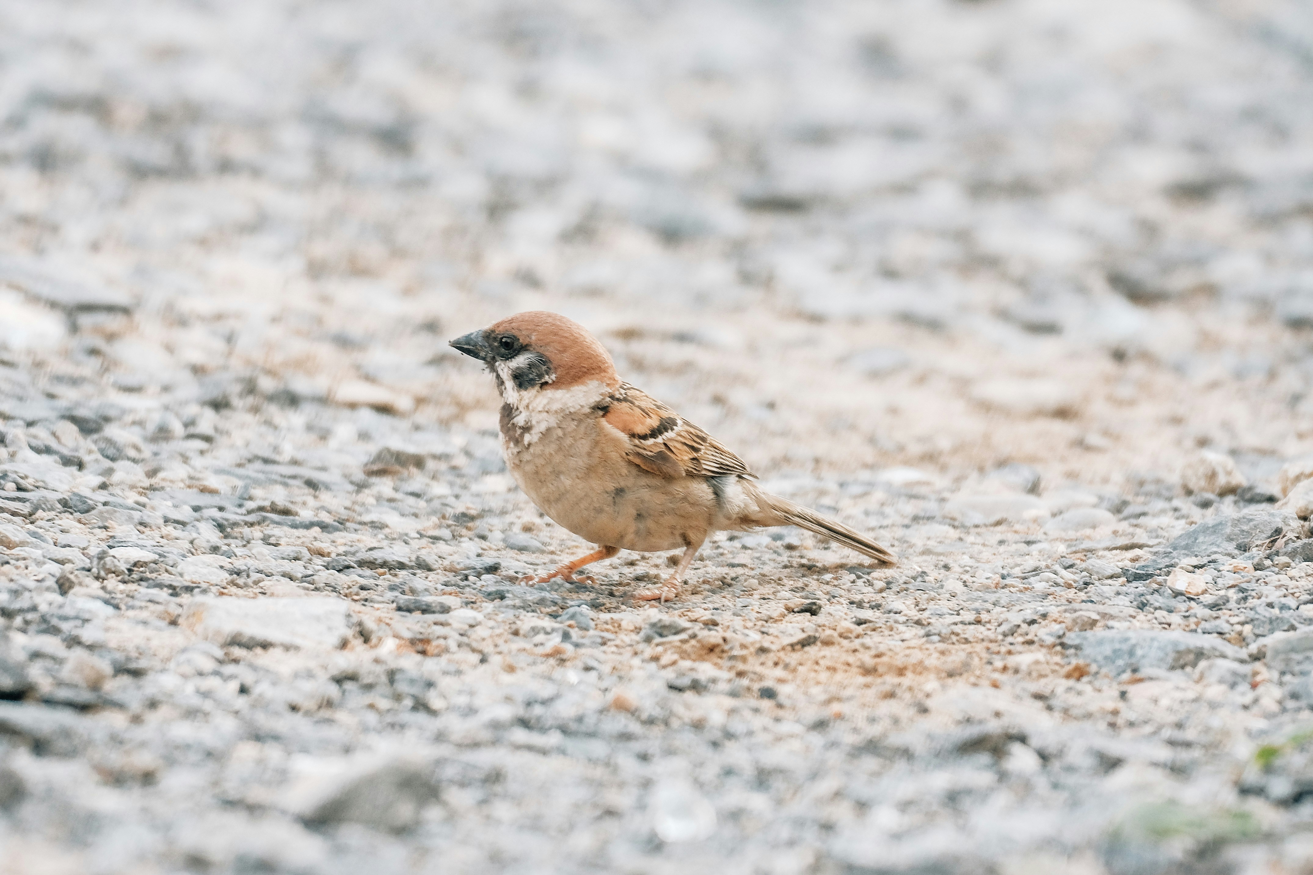 Photo by insungpandora