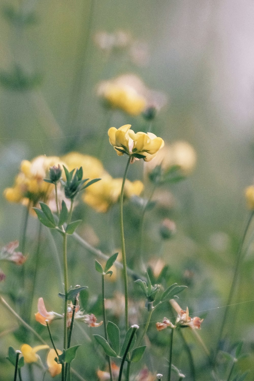 a close-up of some flowers