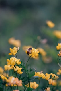 a close up of a flower