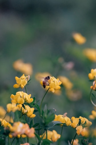a close up of a flower