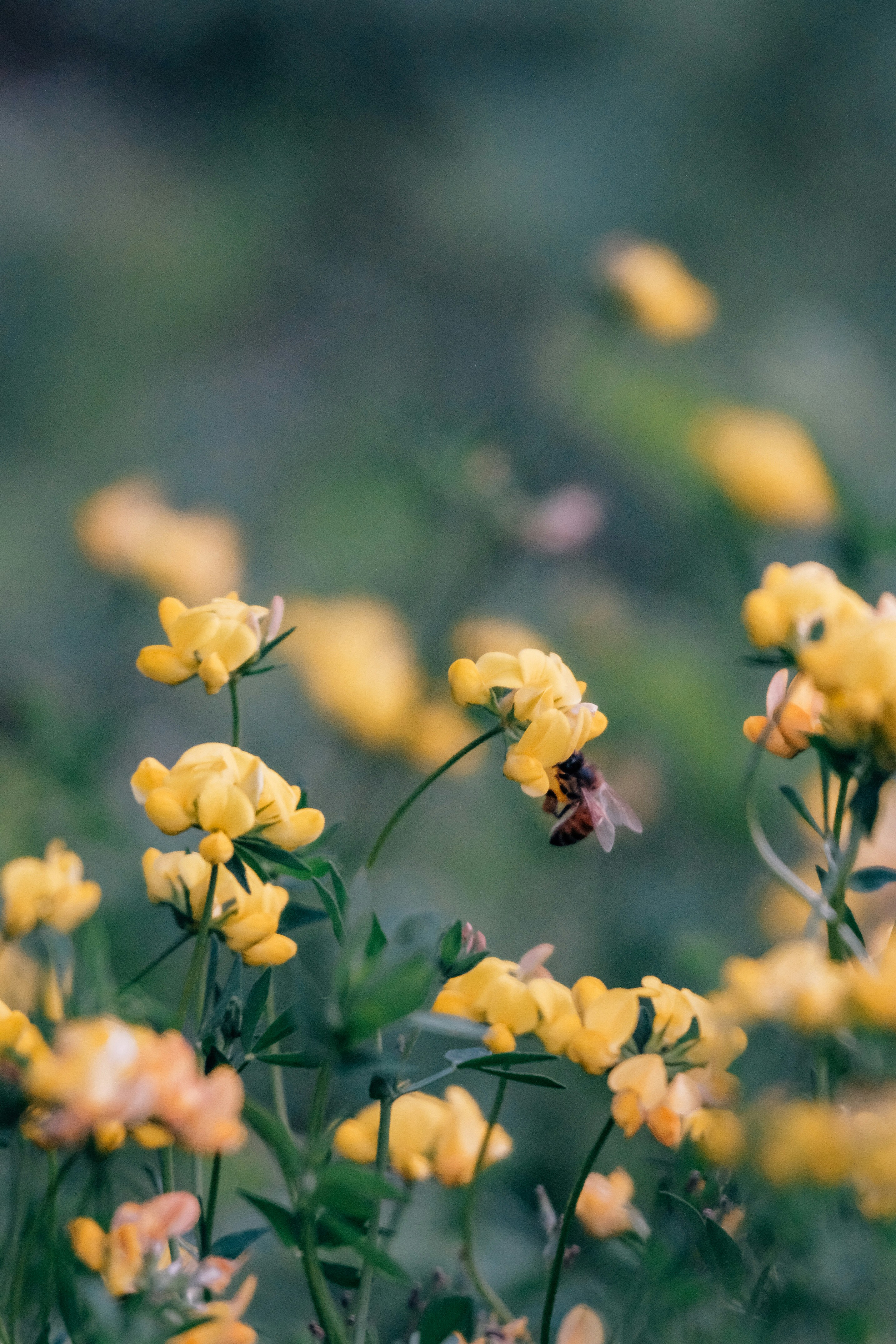 Photo by insungpandora