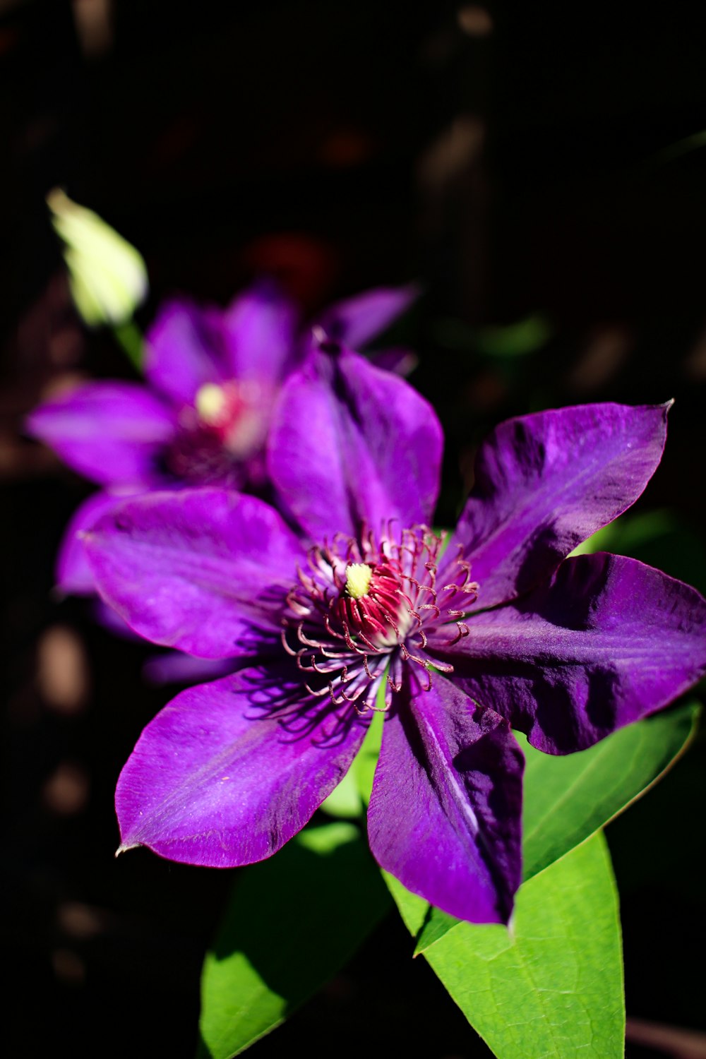 a close up of a purple flower