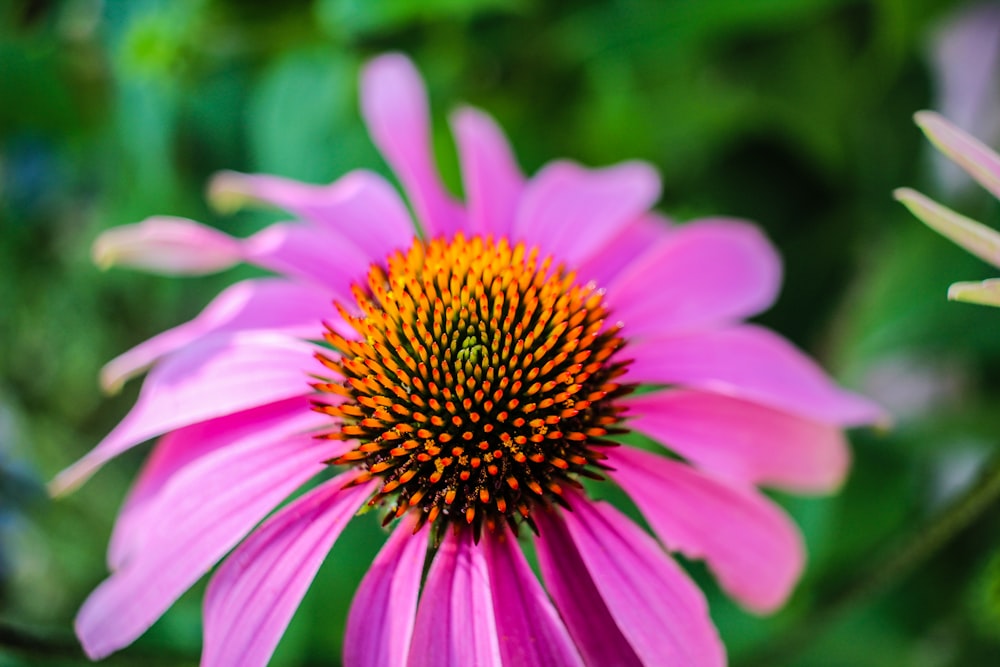 a close up of a flower