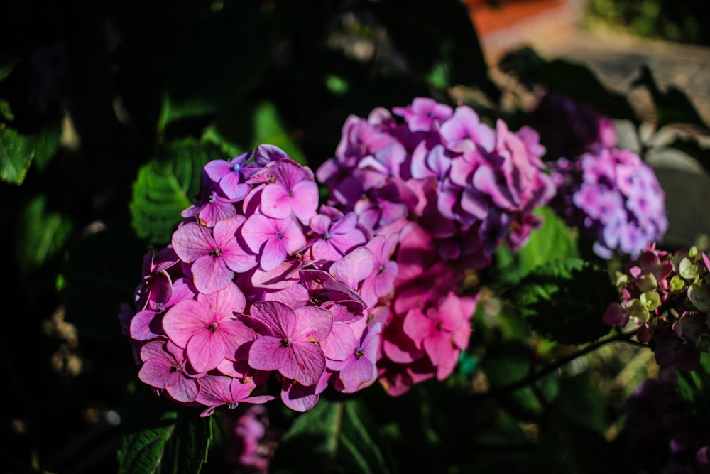 a group of flowers