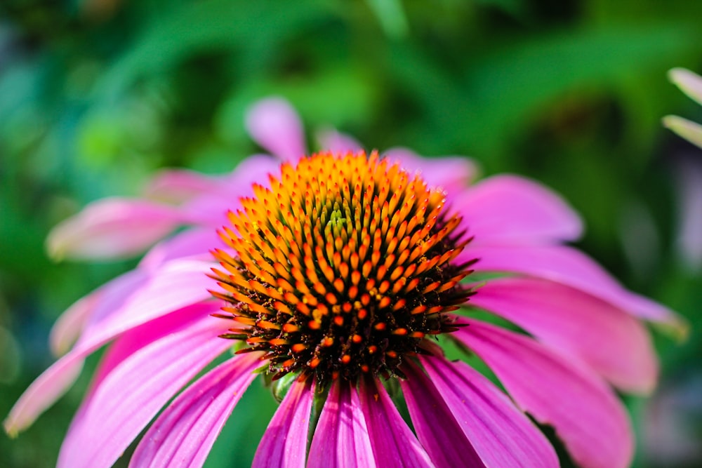 a close up of a flower