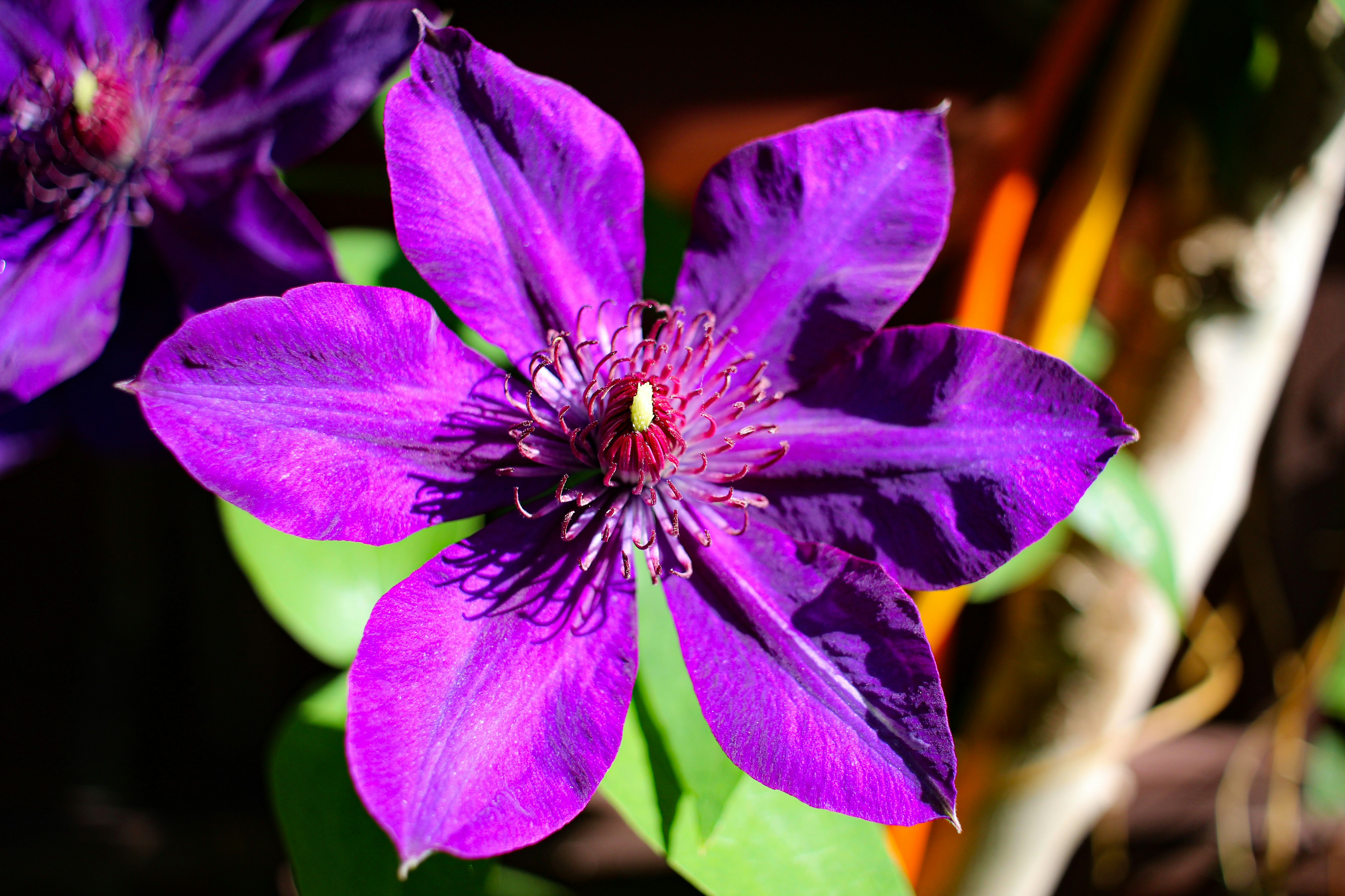 A purple flower with yellow center