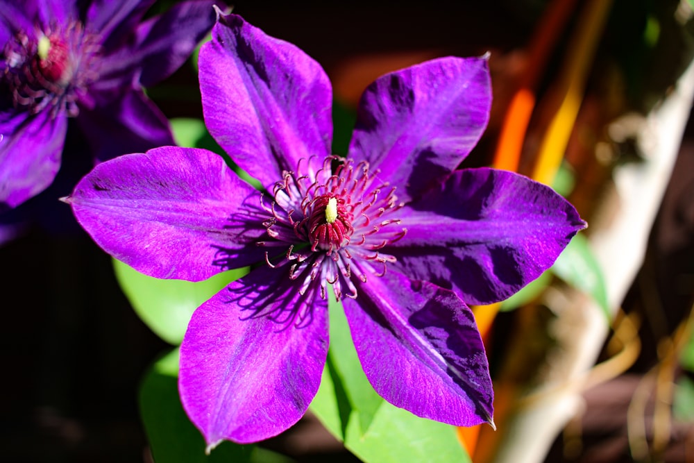 a purple flower with yellow center