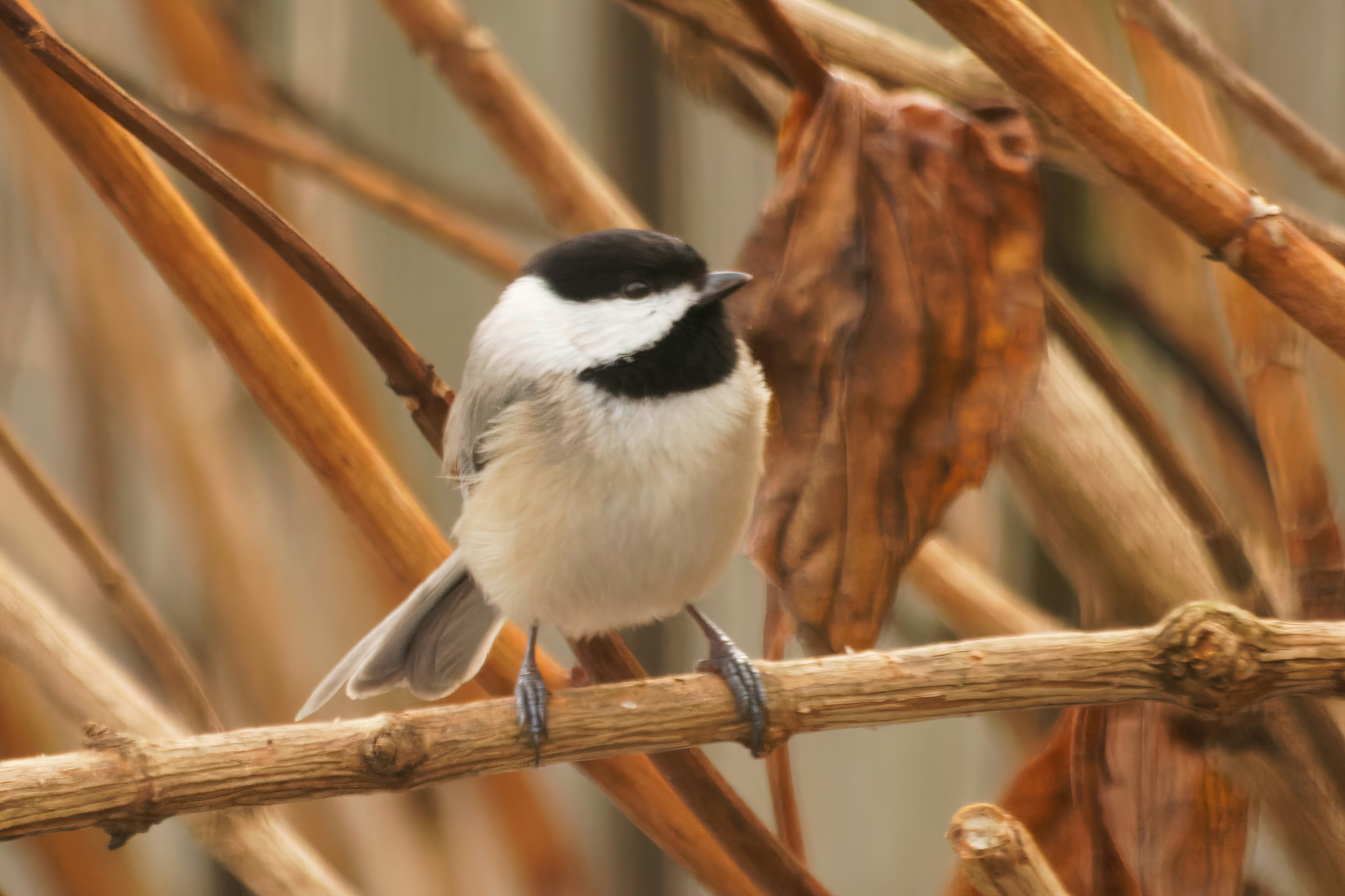 Photo by marshall21663