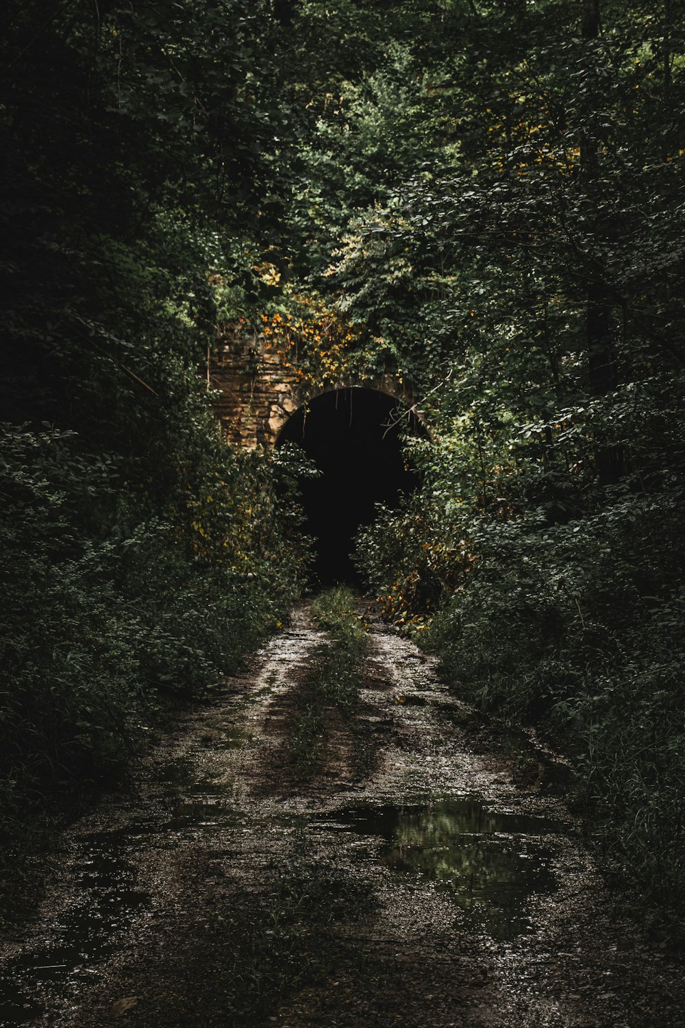 a tunnel in the woods