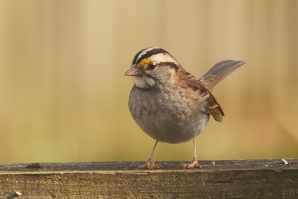 a bird standing on a wood surface