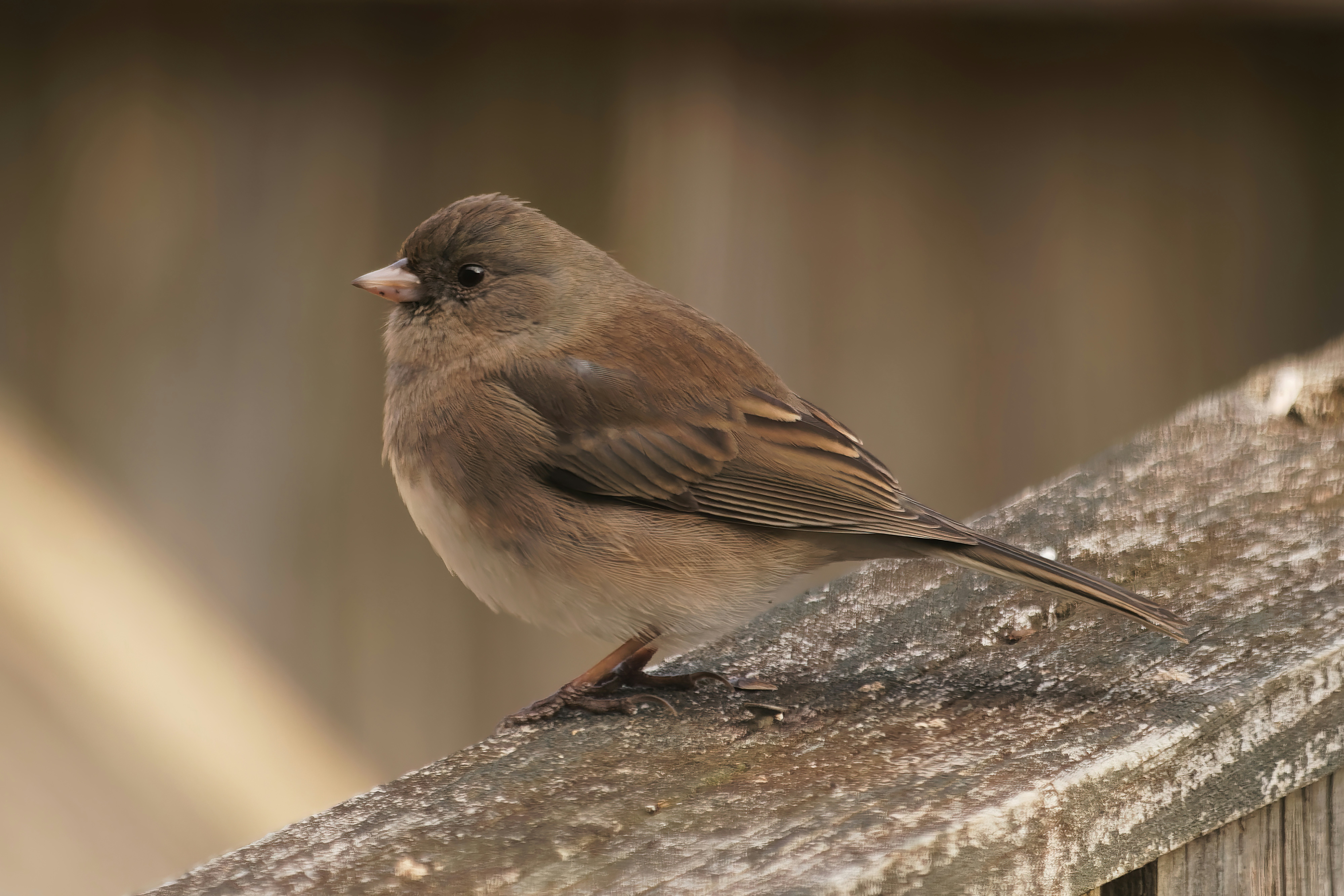 Photo by marshall21663