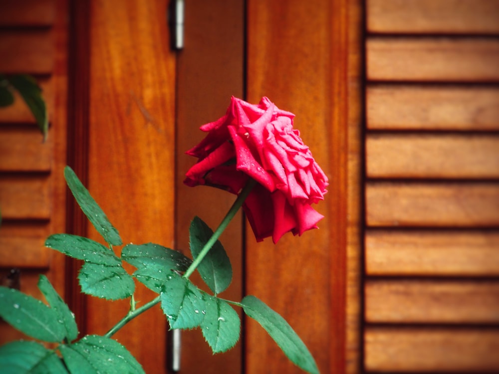 a pink flower in front of a wooden door