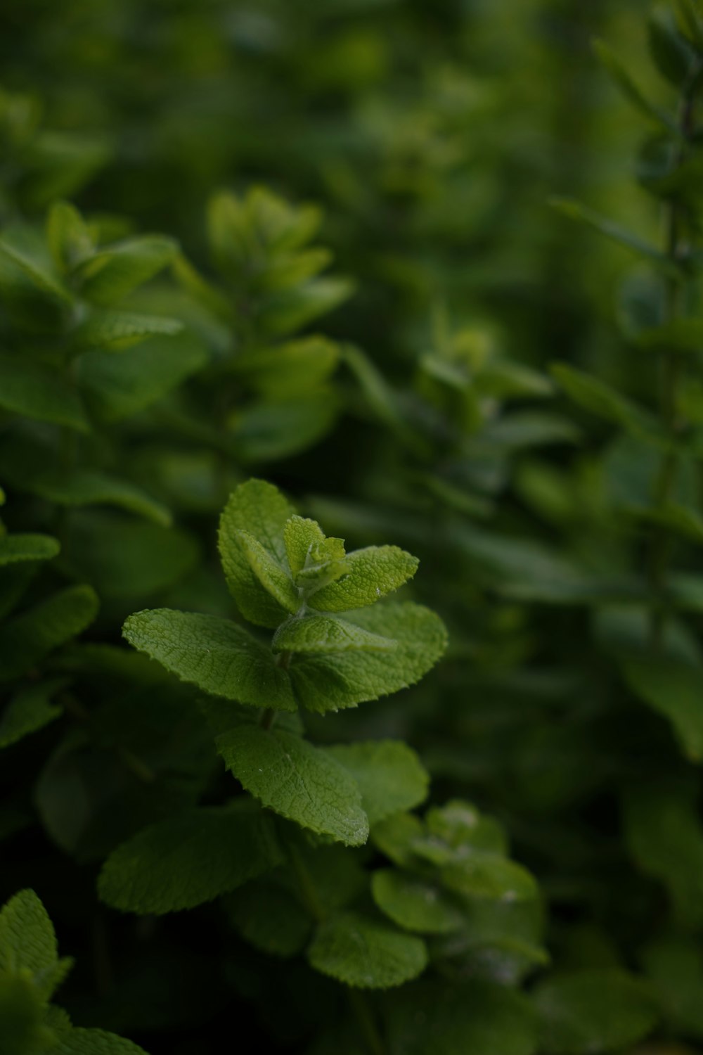 a close up of some leaves