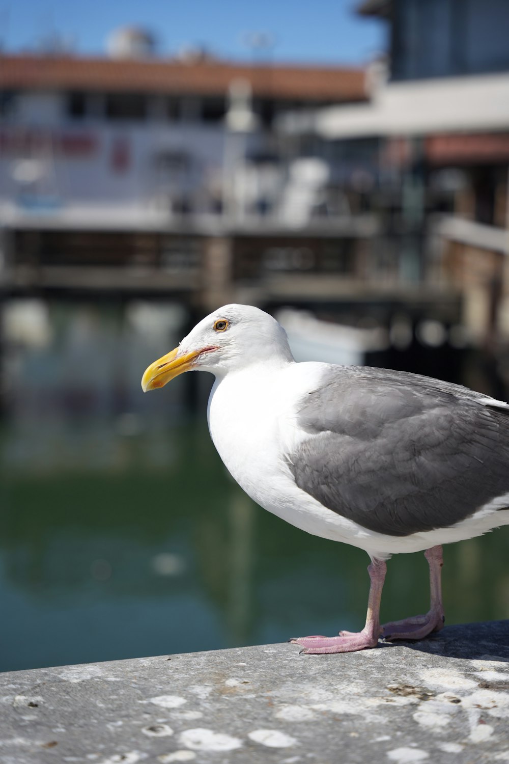 a seagull standing on a rock