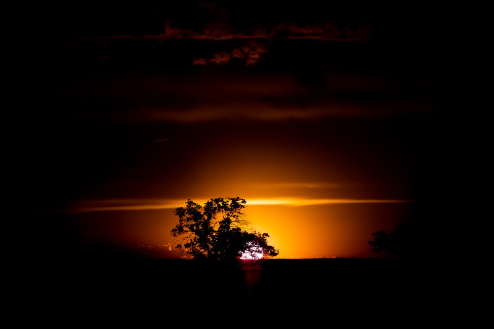 a silhouette of a tree and a sunset