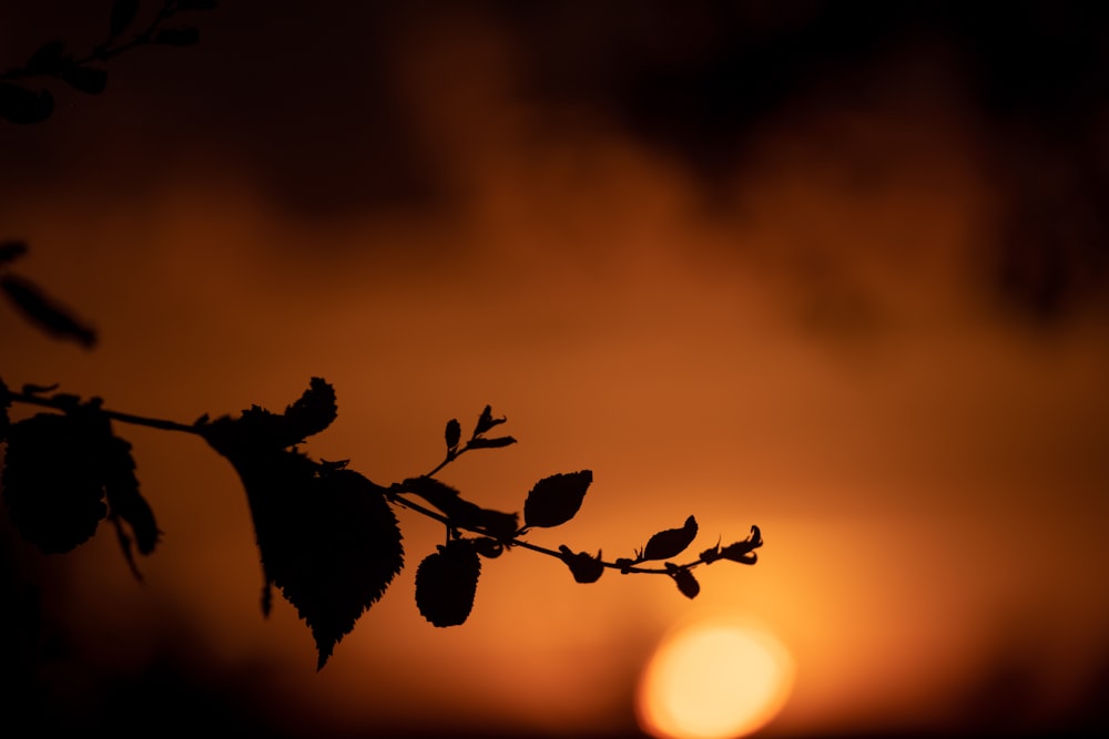 a silhouette of a plant with a sunset in the background