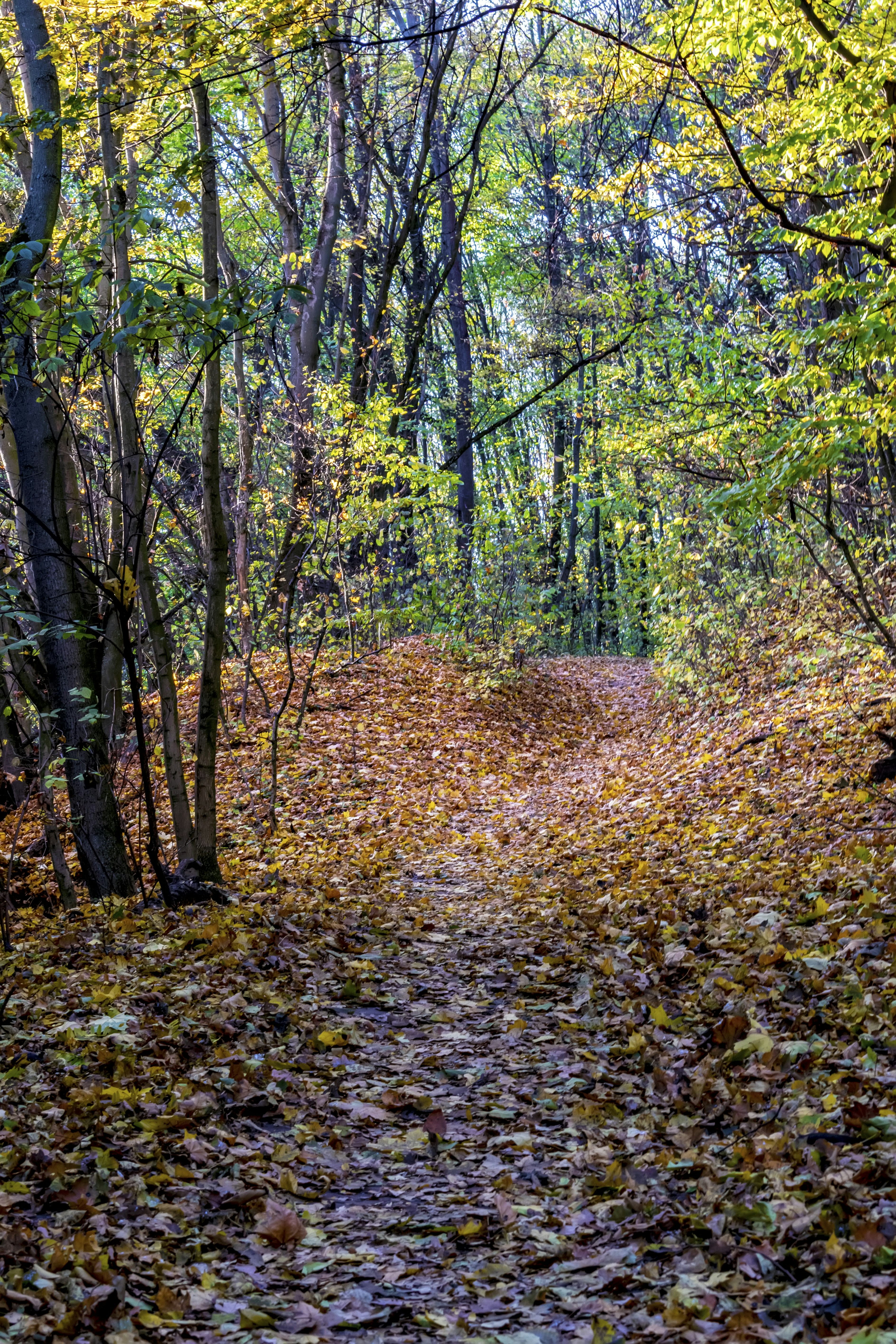 Photo by kostiantynvierkieiev