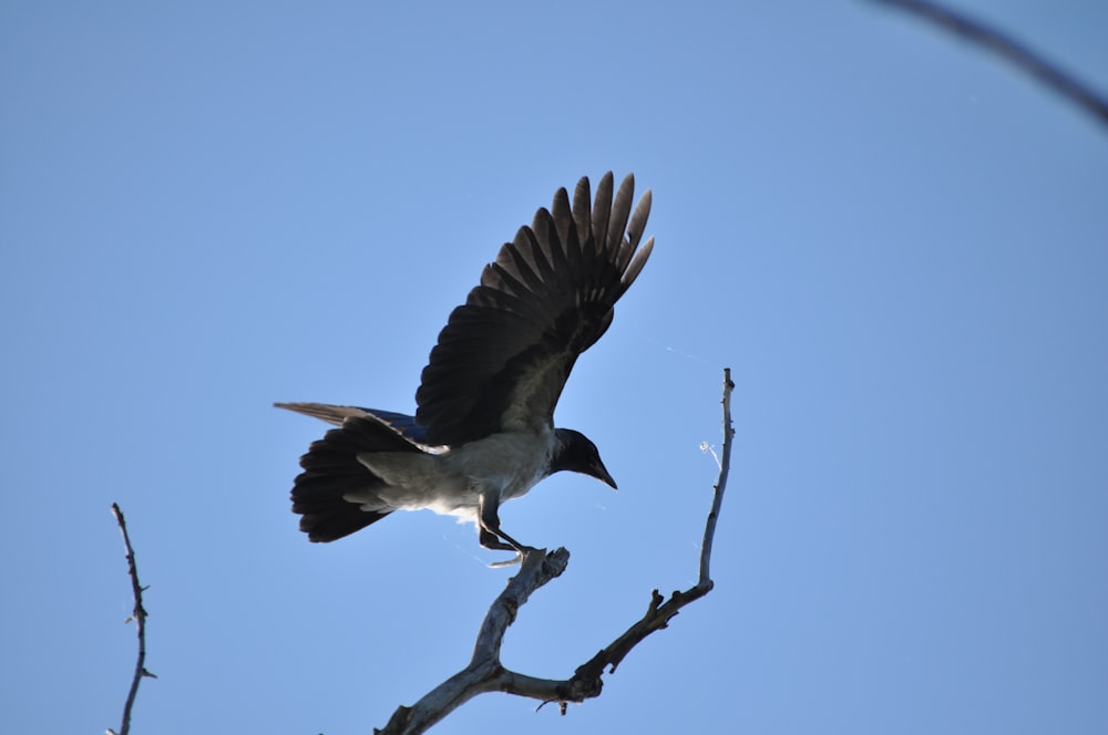 a bird flying in the sky