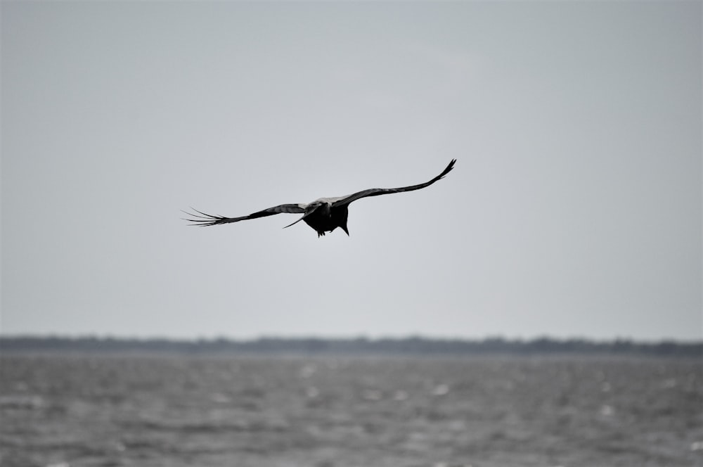 a bird flying over water