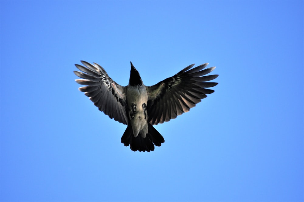 Ein Vogel fliegt am Himmel