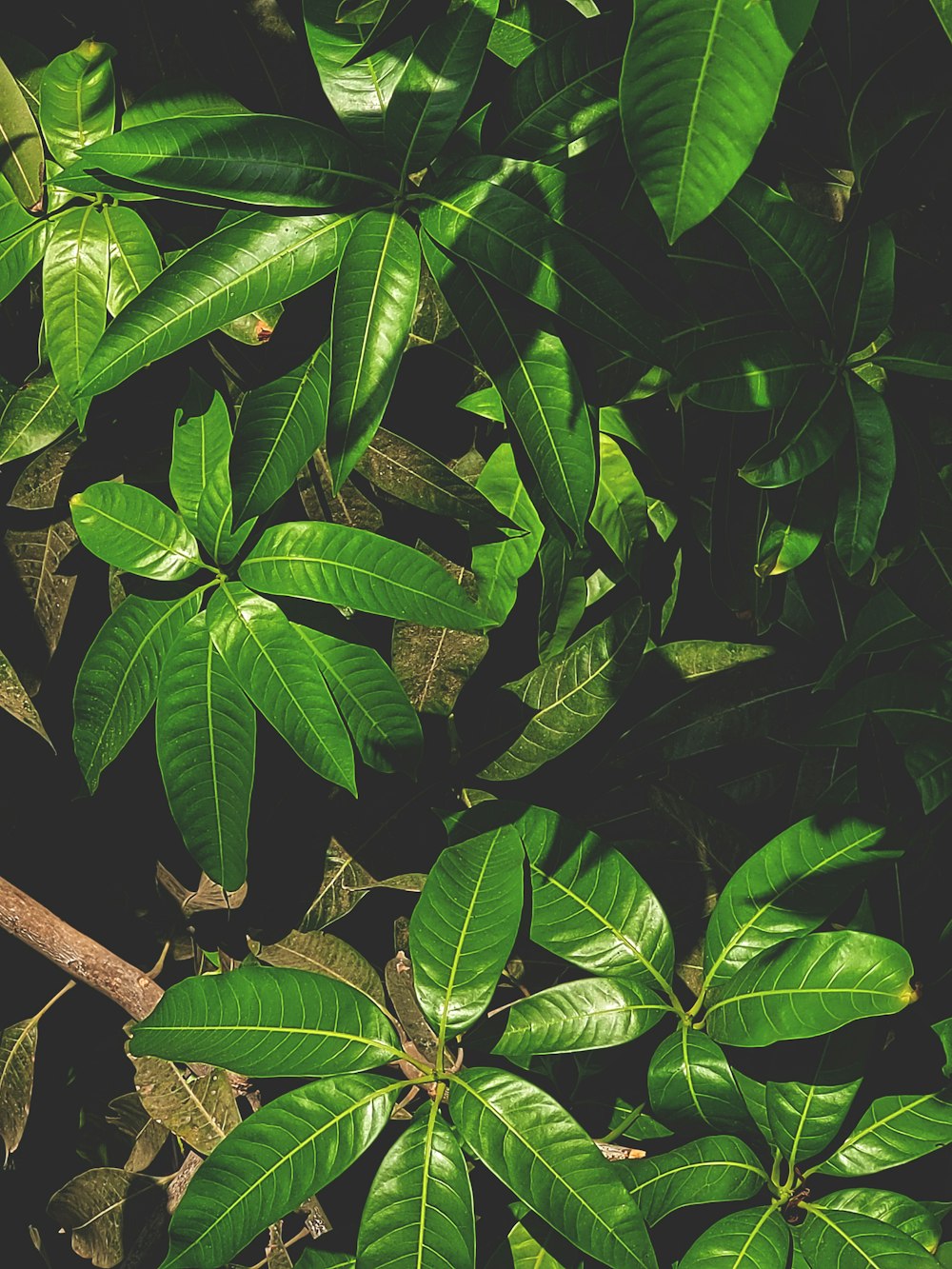 a close up of some leaves