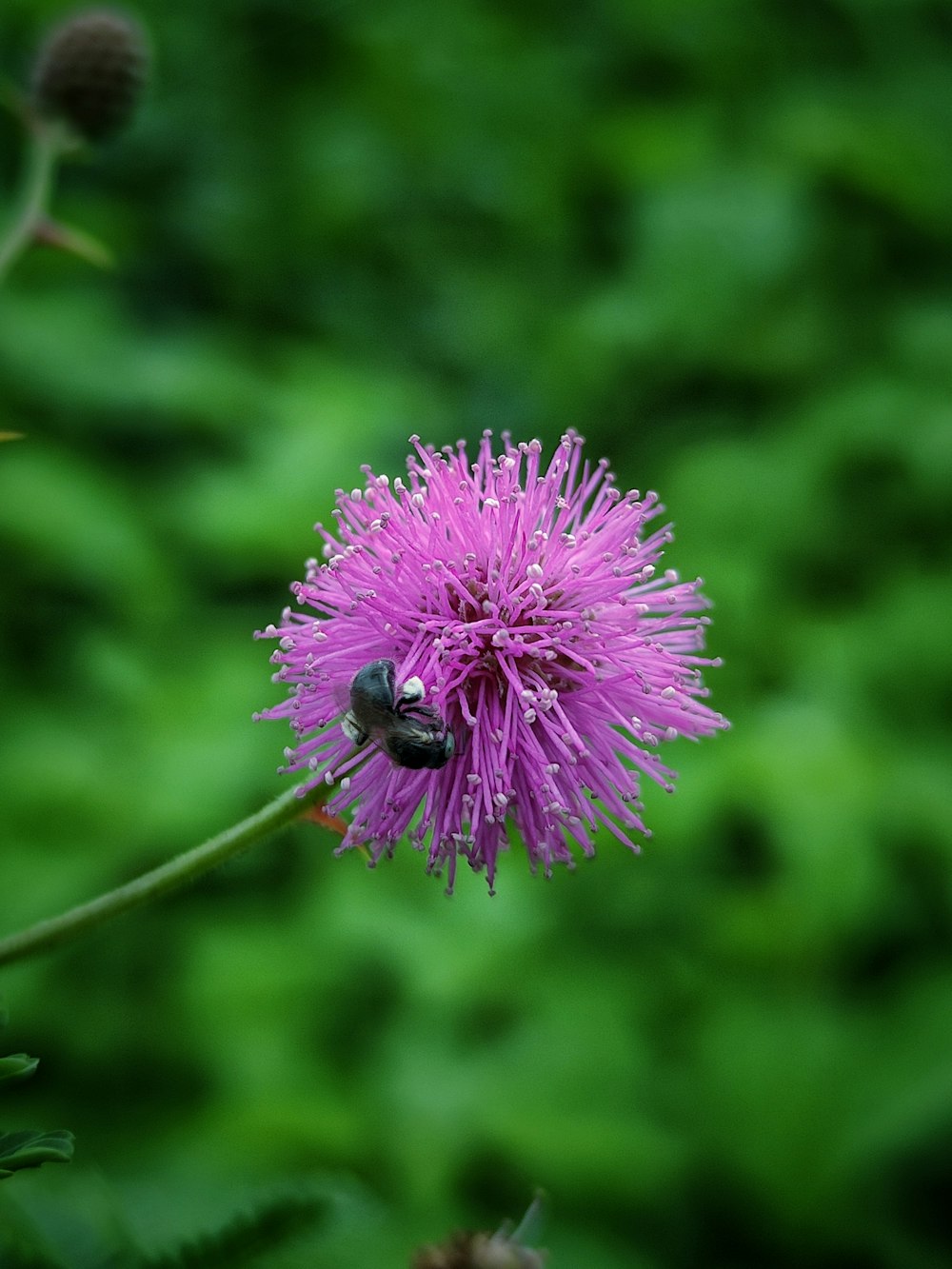 a purple flower with a bee on it