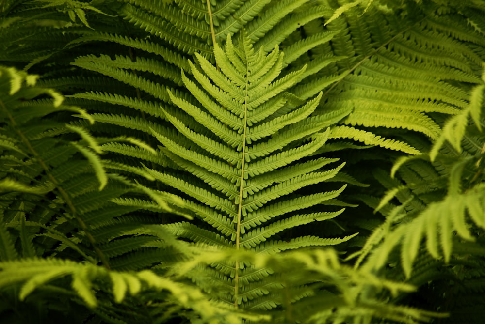 a close up of some leaves