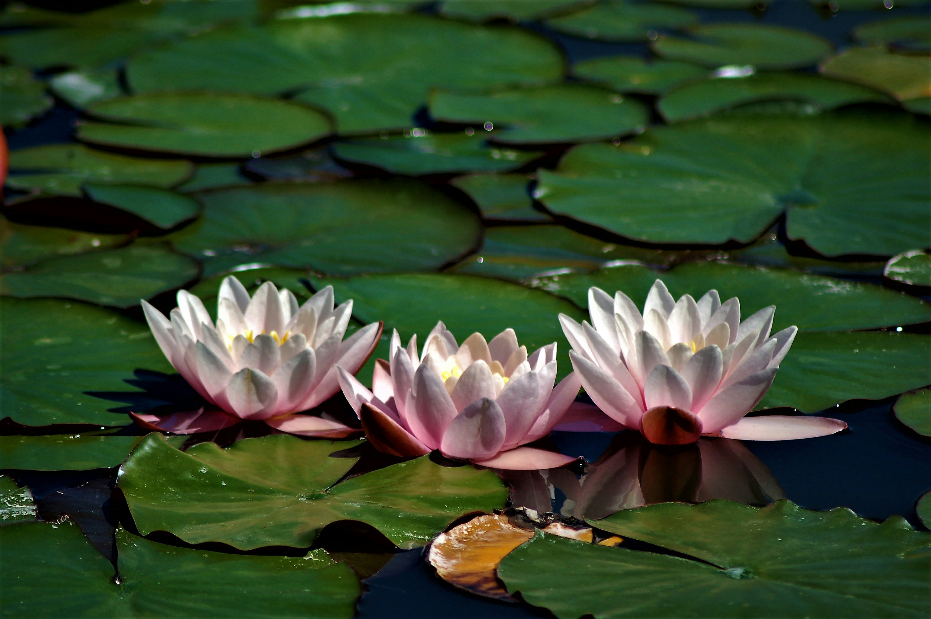 A group of pink flowers on a lily pad photo – Free Flower Image on Unsplash