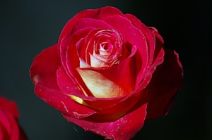 Crimson Rose