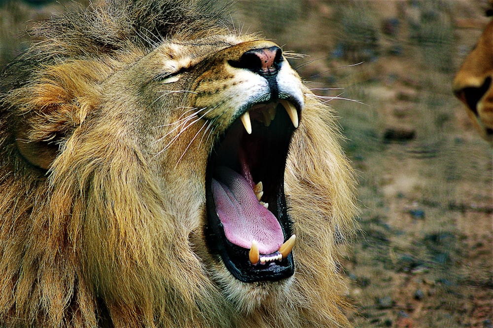 a lion with its mouth open