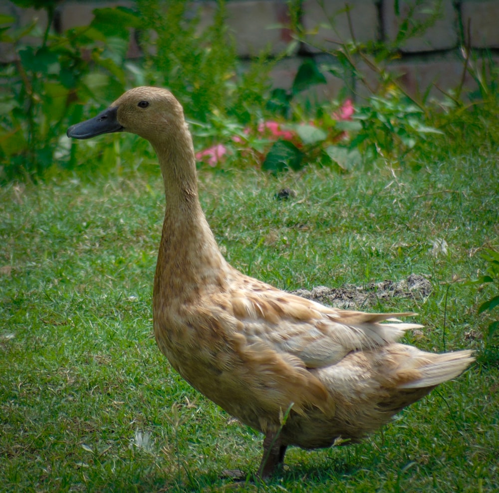 a duck standing in grass