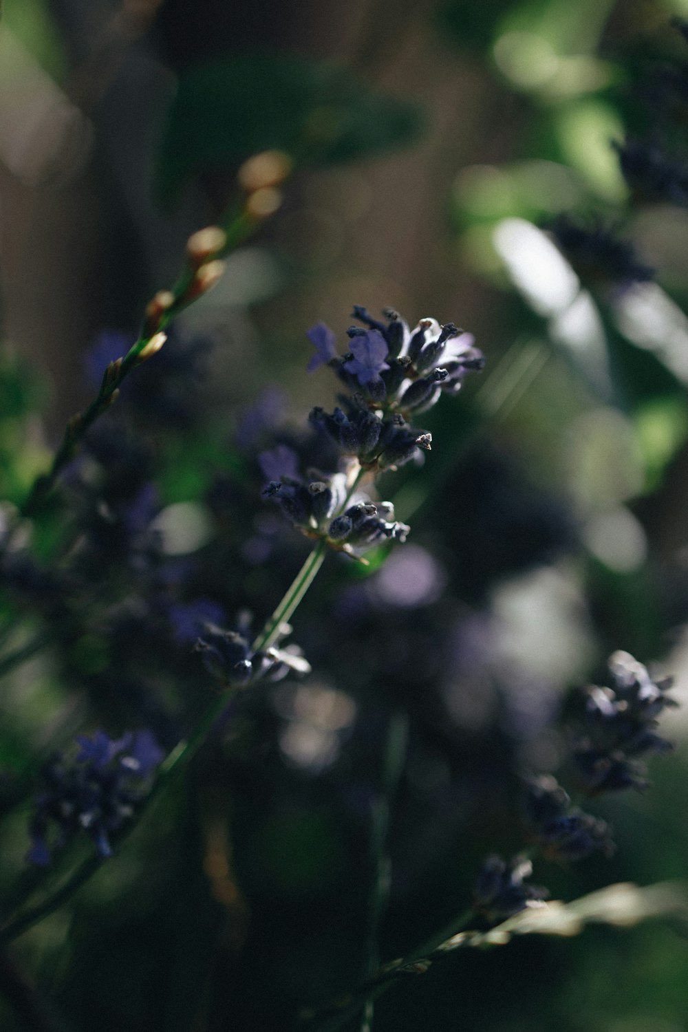 Un primer plano de una abeja en una flor