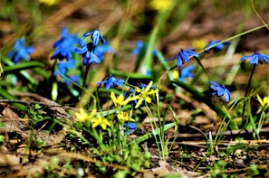 Wildflowers blooming vibrantly in a field, representing hope and new beginnings.