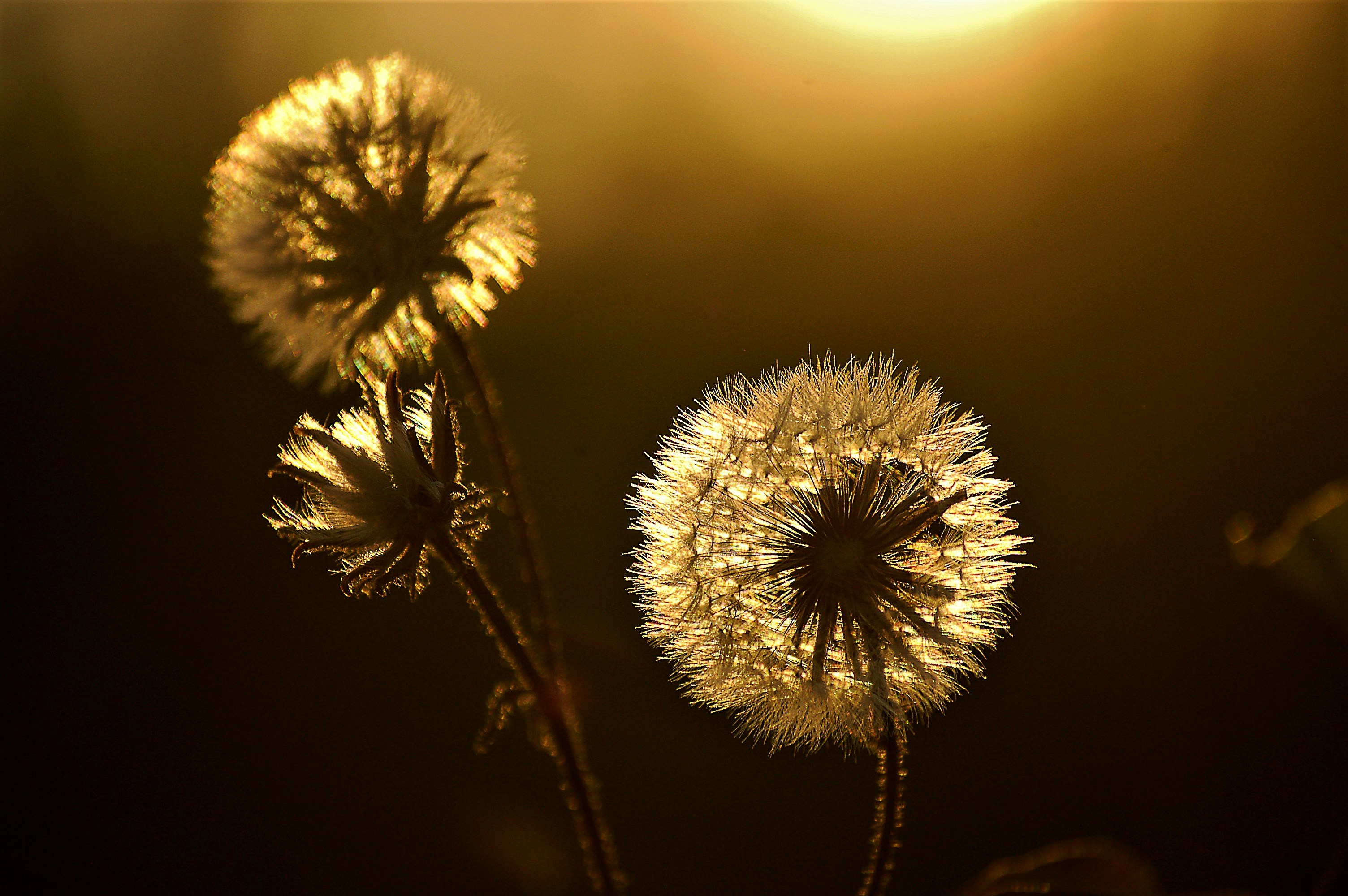 Un primer plano de una flor de diente de león