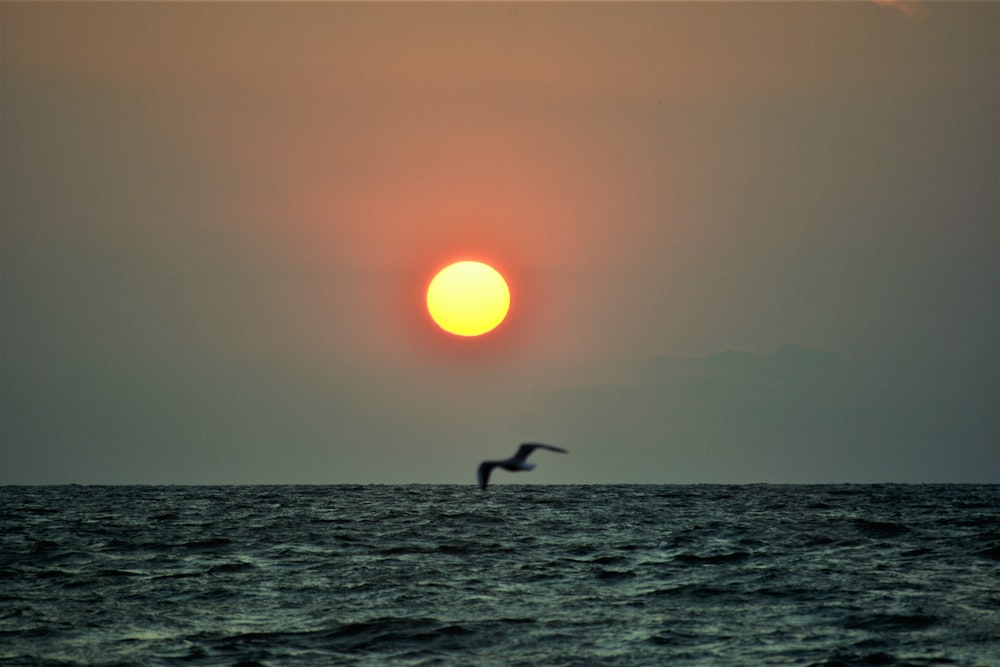 a bird flying over water