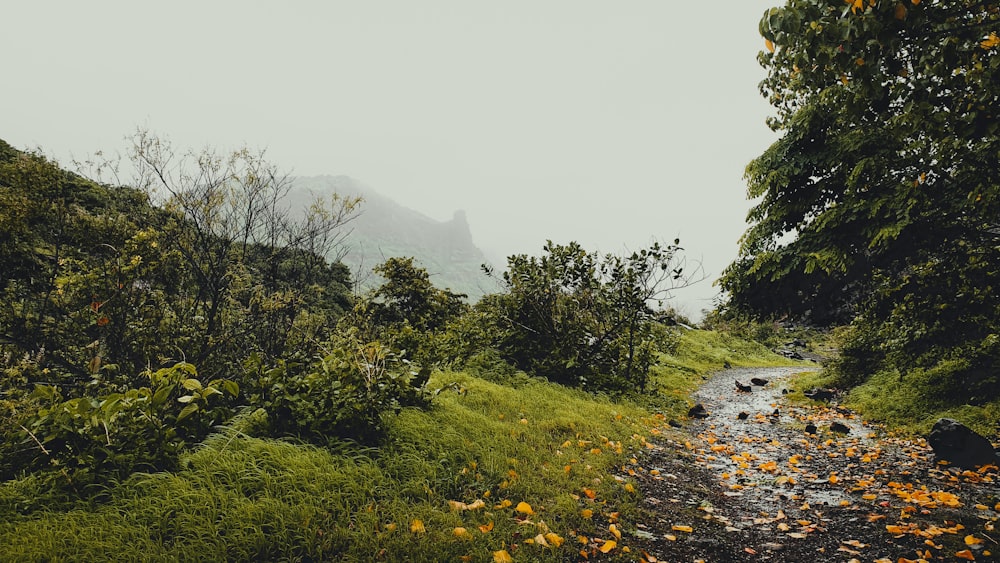 a path through a forest