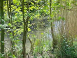 Sunlight filtering through lush green trees over a serene river at Esencia Farallones.