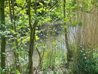Sunlight filtering through lush green trees over a serene river at Esencia Farallones