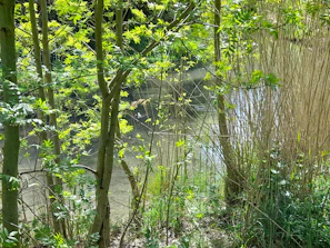 Sunlight filtering through lush green trees over a serene river at Esencia Farallones.