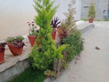 A collection of various potted plants is arranged along a concrete path next to a light-colored wall. The plants display a range of textures, including leafy succulents, vibrant green conifers, and purple foliage. Some pots have maroon-colored plants, while others contain delicate green ferns. The setting appears to be an outdoor area, possibly a garden or patio.