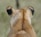 a close up of a deer