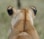 a close up of a deer
